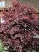 Japanese Maple Tree Nigrum Two Gallon Plant