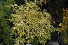 Cryptomeria Japonica Gyoku Ryu - Japanese Cedar Tree - Pot Size #1 Gal.