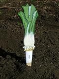 Wildlife World Veggie Stikk Seed Marker LEEK