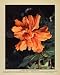 1931 Print Hibiscus Flower William Coe Blossom Plant Camellias Dr. Freeman Art - Original Color Print