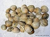 浜直江戸前　活ホンビノスガイ　小　1kg
