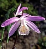 Formosa Peacock Orchid Bulb- Pleione formosa - Hardy