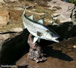 Taxidermy 18" Fiberglass Striped Bass Sculpture Statue