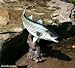 Salt Water Fish