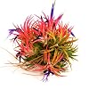 Mexican Ball Ionantha