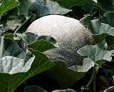 Organic Rocky Ford Muskmelon - 35 Seeds - B001HOYQ8K
