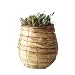 solxsol �����A�� Succulents nest 10909