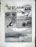 Duck Shooting Long Point Island Lake Eire Print 1889
