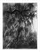 Historic Print (L): [Spanish moss on the banks of St. Johns River, Florida] / Geo. Barker, photographer, Nia