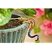 Orbit Darwin Pot Hanger Gecko Kit #67621