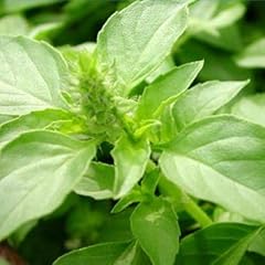Ocimum americanum - Basilikum "Citrodorum" - indonesisches Zitronenbasilikum - 100+ Samen