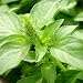 Ocimum americanum - Basilikum "Citrodorum" - indonesisches Zitronenbasilikum - 100+ Samen