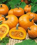 Baby Bear Pumpkin Seeds - Cucurbita Pepo - 4 Grams - Approx 30 Gardening Seeds - Vegetable Garden Seed