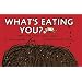 What's Eating You?: Parasites -- The Inside Story