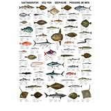 Colour Wall Chart: Seafish Special (Multilingual Wallcharts)