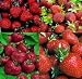 STRAWBERRY 4 VARIETY SEED PACK Tested to grow