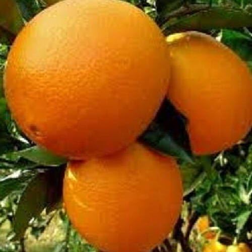GRAFTED Washington Navel Orange Citrus Tree for patio or container [GC020] Ca...