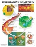 Understanding Cholesterol Anatomical Chart