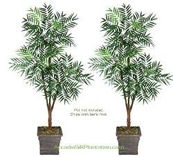 Two 6' Phoenix Tripled Artificial Trees Silk Plants