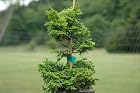 Chamaecyparis Obtusa Golden Pillar - Hinoki Cypress Tree - Pot Size 4
