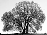 IMAGE OF A Pair of Horses Stake out Spots Under the Young Leaves of a Shade Tree Near Sparta Stretched Canvas Poster Print, 24x32