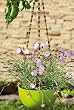 Beige, Brown, and Green Beaded Flower Pot Hanger