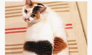 ねこ 2011年 02月号
