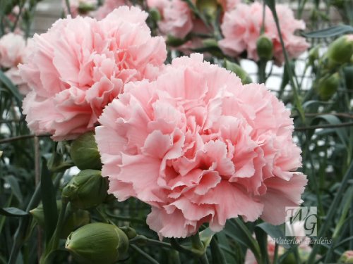 50 La France PINK CARNATION Dianthus Caryophyllus Chabaud Flower Seeds *Comb S/H 50 La France PINK CARNATION Dianthus Caryophyllus Chabaud Flower Seeds *Comb S/H