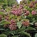Milkweed - Common - 50 Seeds