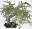 20" Bonsai Springerii Plant