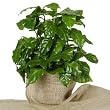 Kaffee-Pflanze (Coffea Arabica) 2 Pflanzen
