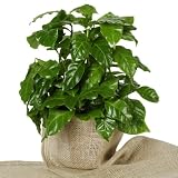 Kaffee-Pflanze (Coffea Arabica) 2 Pflanzen