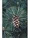 Photographic Prints of PPG-1674 Eastern White Pine from Ardea Wildlife Pets