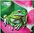 Frogs 2015 Square 12x12 (Multilingual Edition)