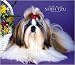 shih tzu - For the Love of Shih Tzu 2008 Deluxe Wall Calendar