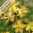 500 Seeds, St. Johns Wort (Hypericum perforatum) Seeds By Seed Needs