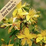 500 Seeds, St. Johns Wort (Hypericum perforatum) Seeds By Seed Needs