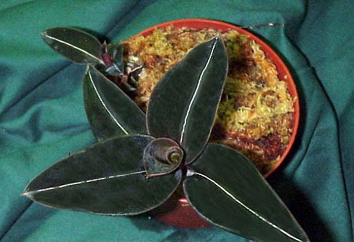 Hirts: Orchids 