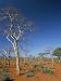 Acacia Trees on Red Soils, Near Goba, Southern Highlands, Ethiopia, Africa Photograph...