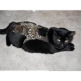 Joybies Large Cat Leopard Piddle Pants (For Cat Measuring 17-19 Inches Collar to Base of Tail)