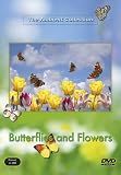 Butterflies and Flowers