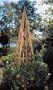 Rustic Natural Cedar Furniture Company� Garden Obelisk