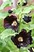 Black Hollyhocks (alcea Rosea) Flower - 24