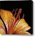 Orange Day Lilly on Black Canvas Print / Canvas Art - Artist Michael Peychich