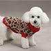 Dog Sweater - Safari Leopard-Print Pullover Pet Sweater - XX-Small - (XXS)