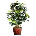 Faux Fiddle Leaf Plant- 4'