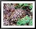 Angulate Tortoise in Flowers, South Africa Framed Art Poster Print by Claudia Adams, ...