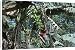 Canvas Prints of MAB-401 Bananas - stalk with bunch of green bananas on tree with terminal flower from Ardea Wildlife Pets