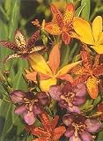 Organic Candy Lily - 20 Seeds, .580 mg