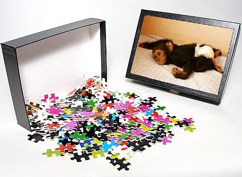 Photo Jigsaw Puzzle of CHIMPANZEE - lying on bed at Orphanage / Nursery for young chimpanzees from Ardea Wildlife Pets